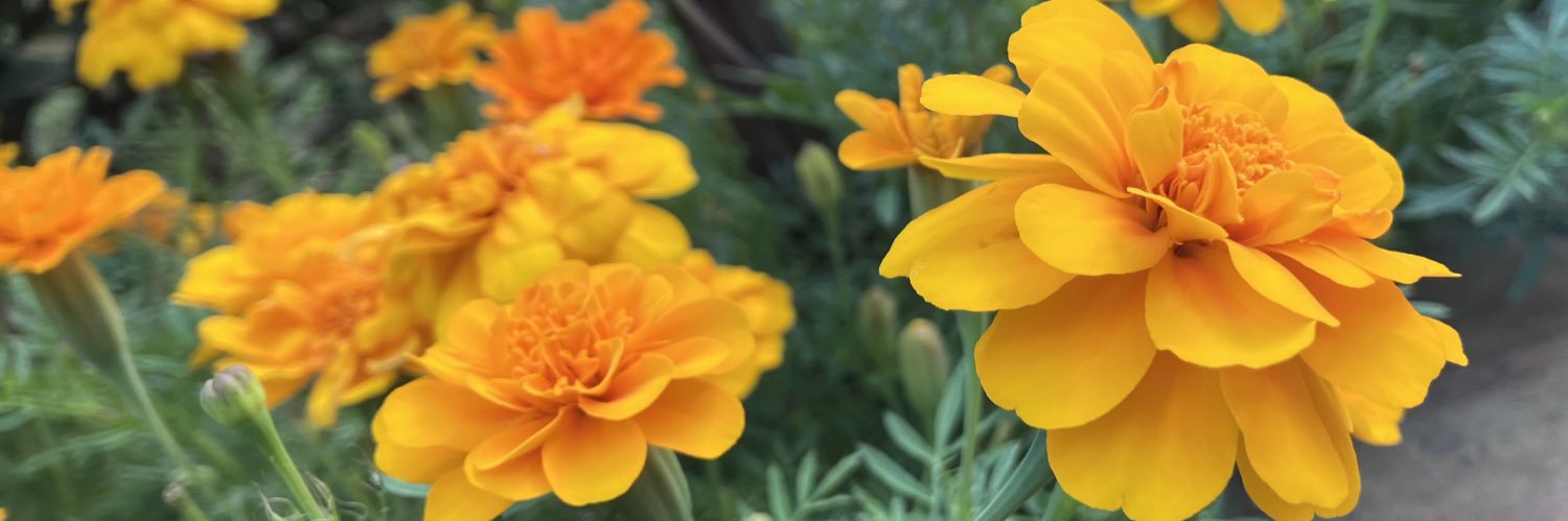 はんちゃあ。 banner