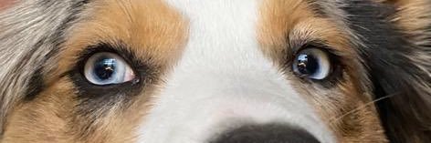 Chiens_SPA's profile banner image