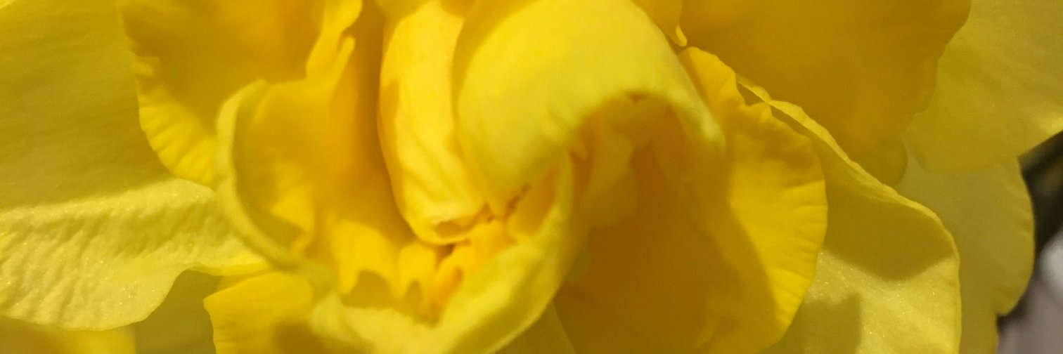 Peter Florence banner