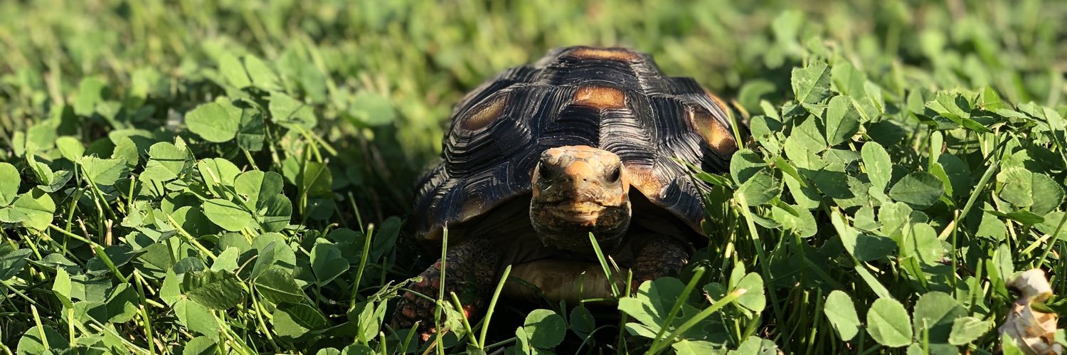 SunnyGTortoise's profile banner image