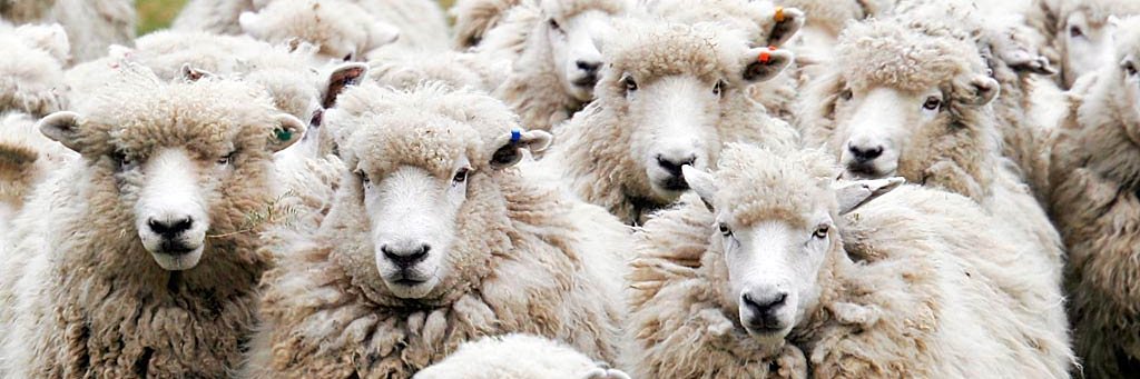 Ivanba 🐑 B-Matrix banner