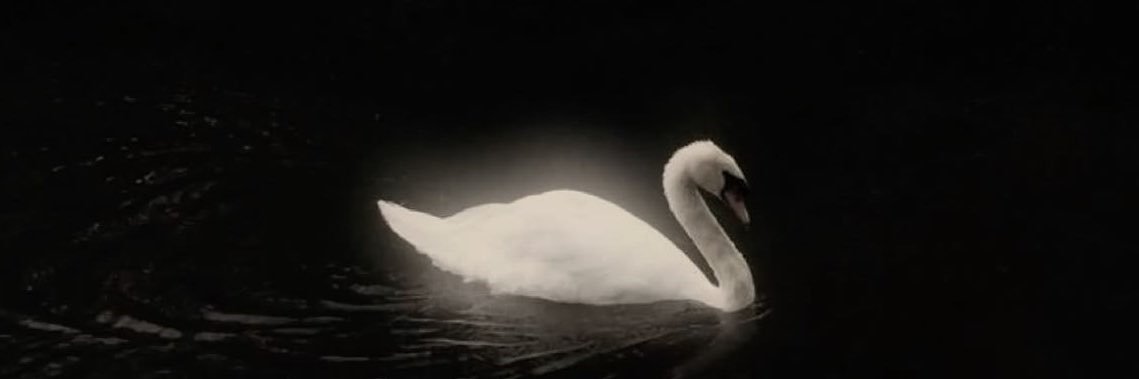 evelynriv's profile banner image