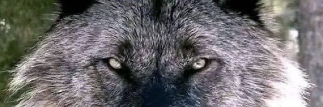 SteiglemanJr's profile banner image