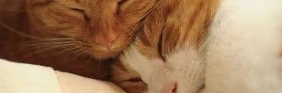 hklemon04's profile banner image