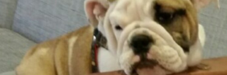 Paul Rosenberg aka (Rosie//Glue) banner