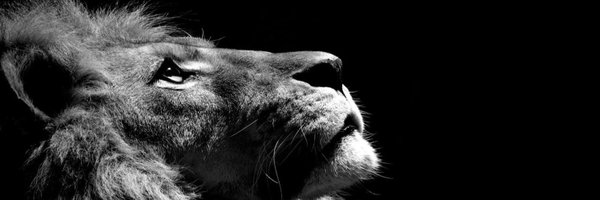 ProMontero Profile Banner