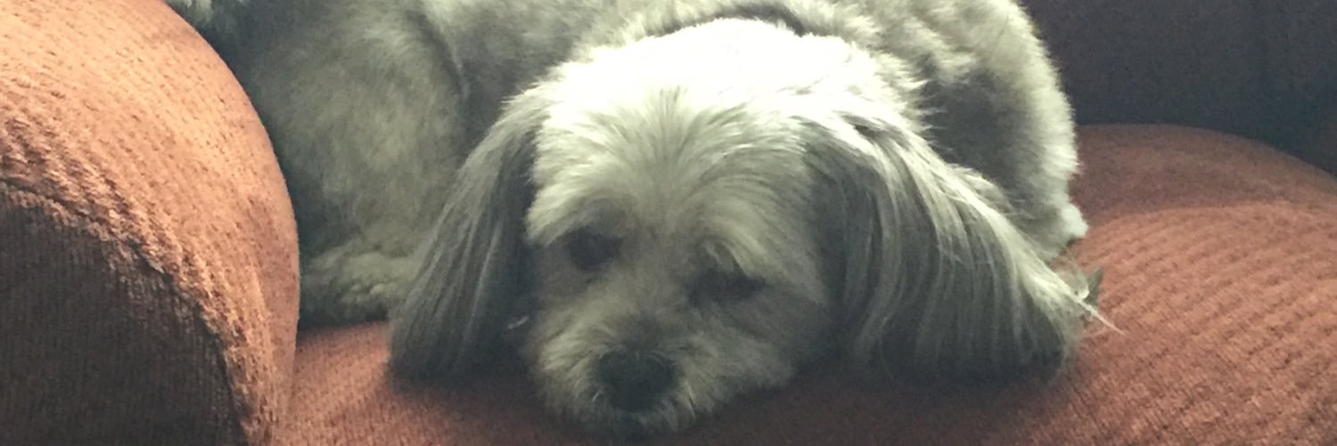 shellied14's profile banner image
