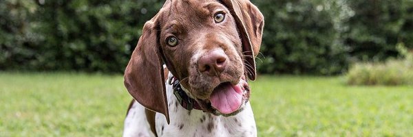 braque Profile Banner