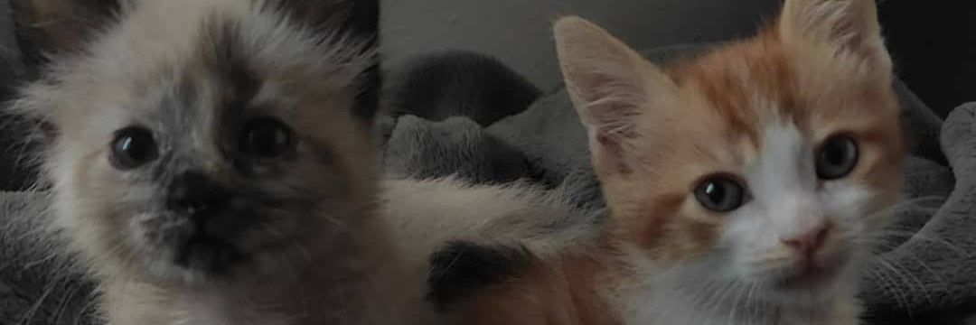 NoelyLestrange's profile banner image