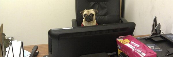 cameronwyllie Profile Banner