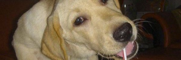 trcterp Profile Banner