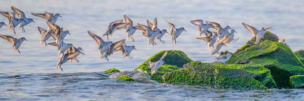rb_merganser Profile Banner