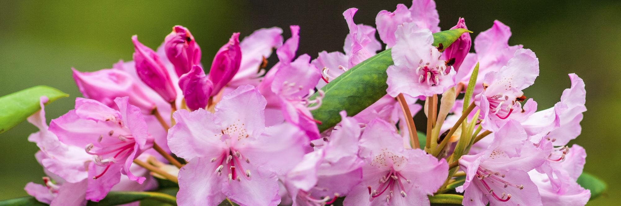 Arnor Baldvinsson banner