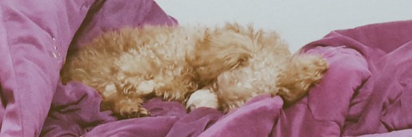 becebeceb Profile Banner