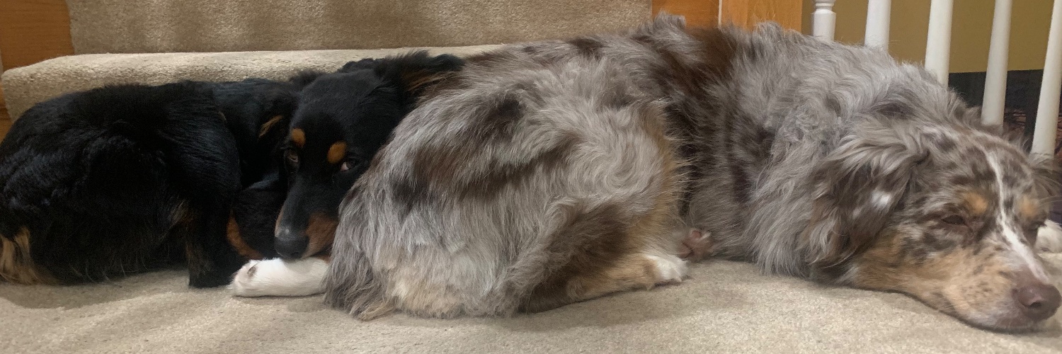 Toasted Brains banner