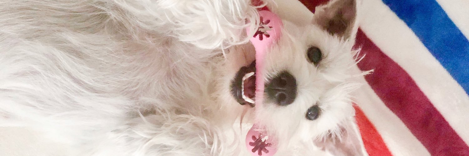 Luna The Schnauzer 🌙 banner