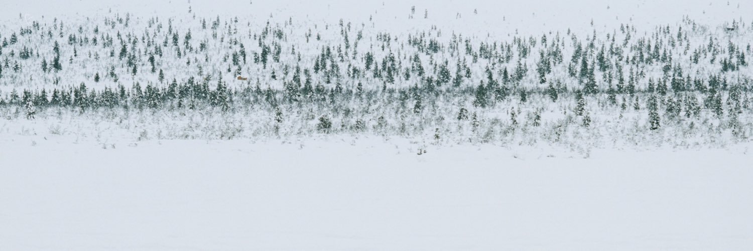 coooooroooo's profile banner image