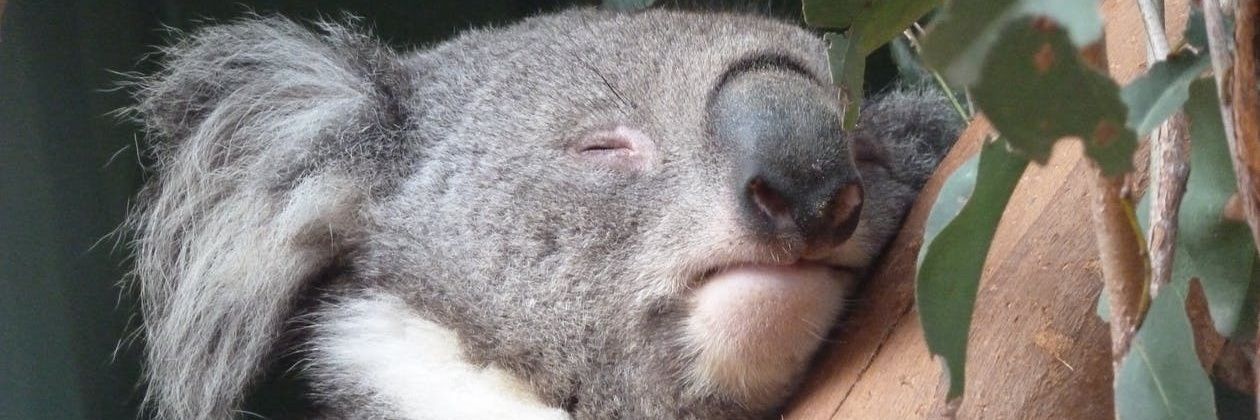 koalanyasar's profile banner image