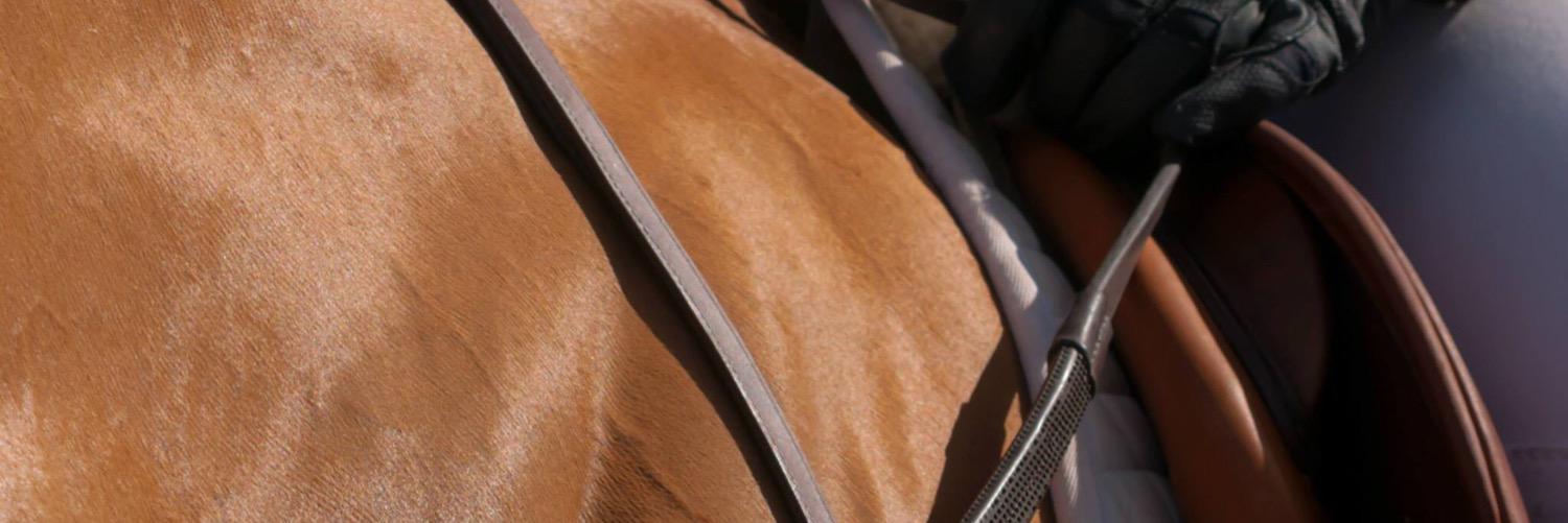 sofiabono00's profile banner image