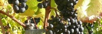 Witching Stick Wines banner