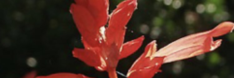 apricot_h's profile banner image