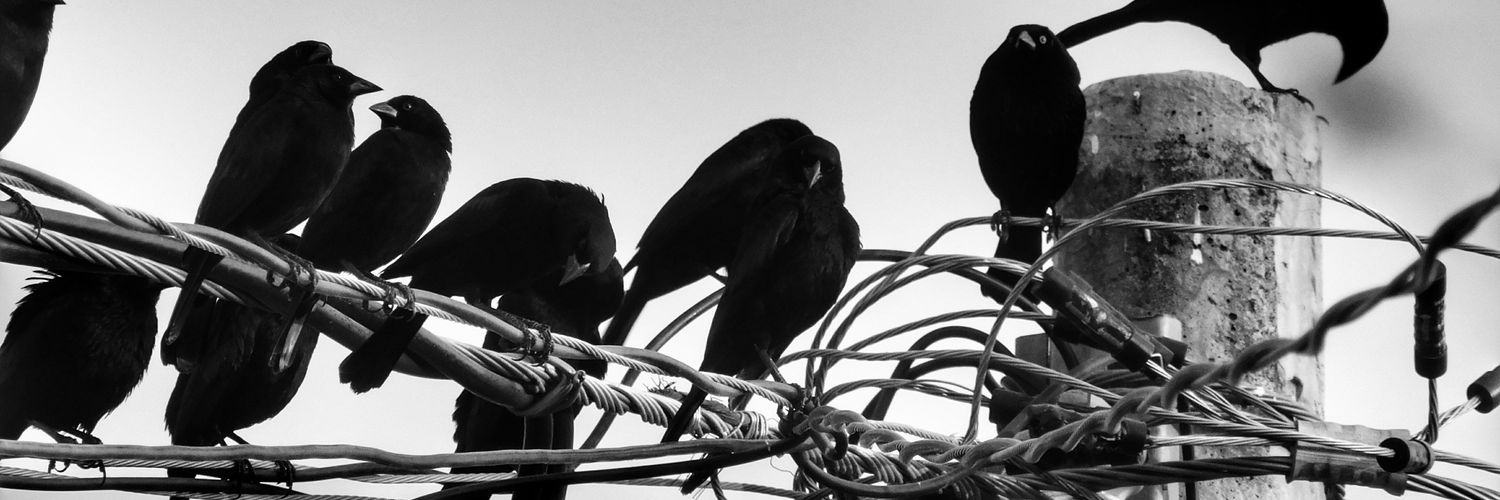 LuisptX's profile banner image