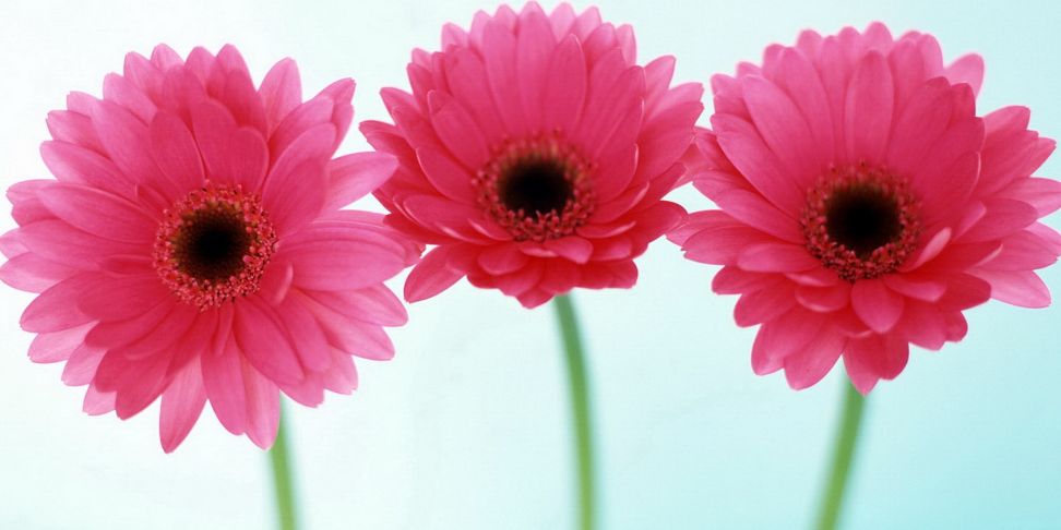 tosh__renee's profile banner image