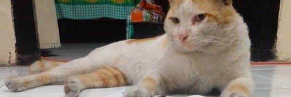 alteravakucing Profile Banner