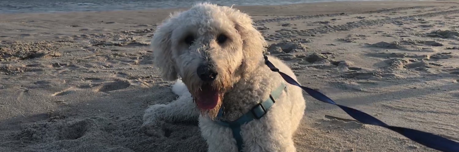 mcaninchabby's profile banner image
