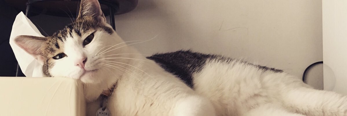 moco_chiki's profile banner image