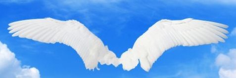 miccy_Flapping's profile banner image