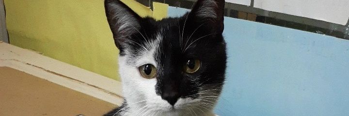 Pingo_Origins's profile banner image
