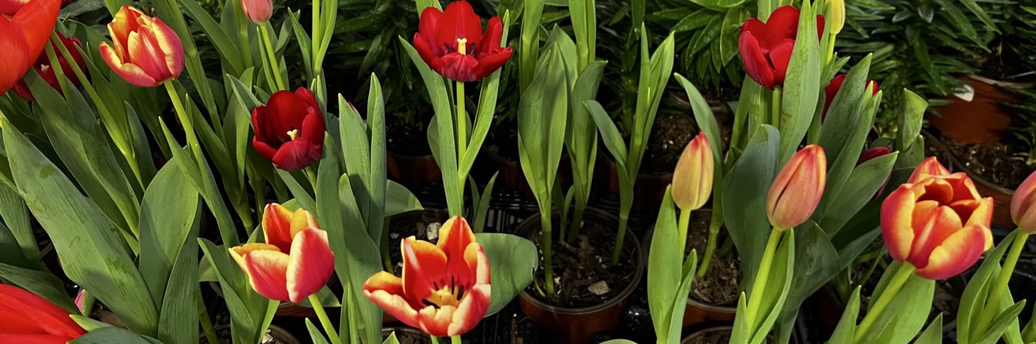 marina la mandarina banner