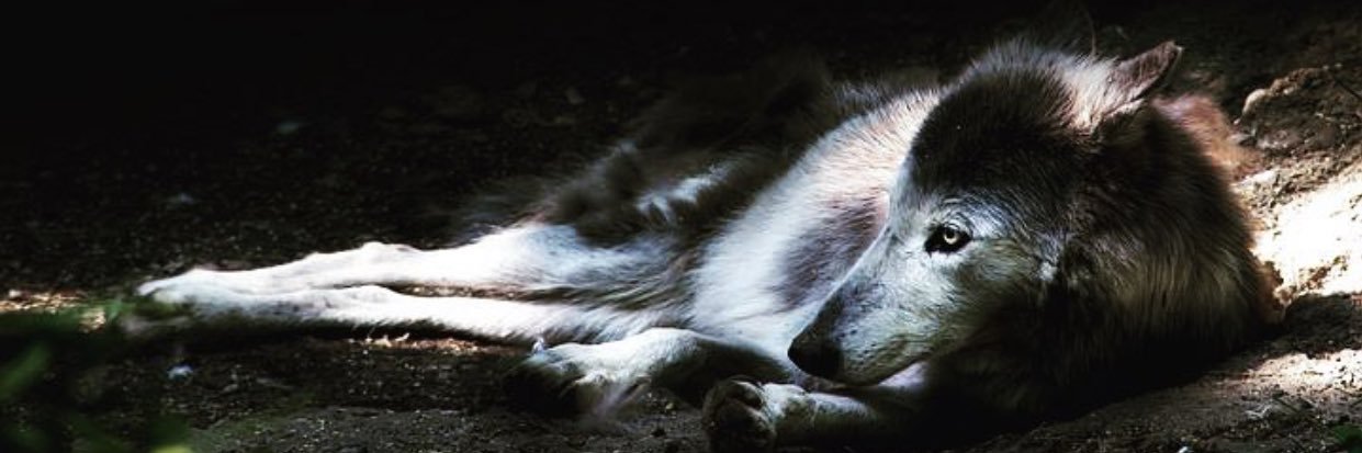 RogueWolf's banner
