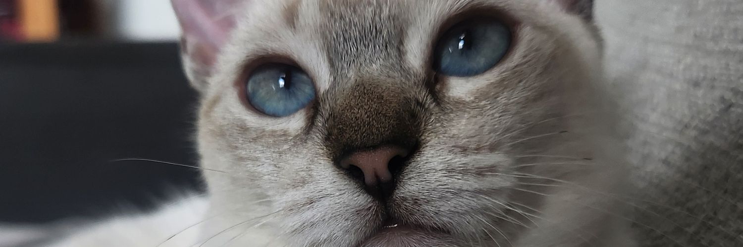 LuaRkkk's profile banner image