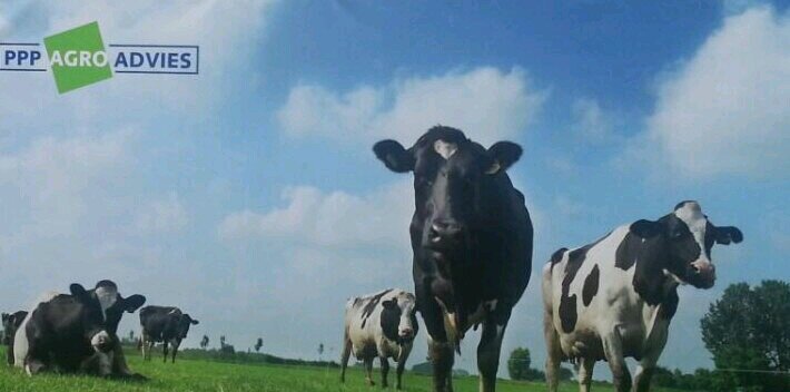 Barend Meerkerk banner