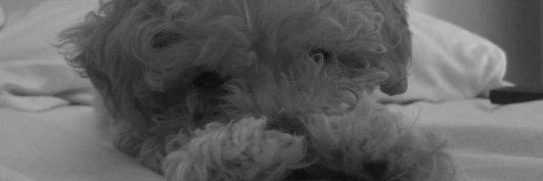 GuadaPacheco's profile banner image