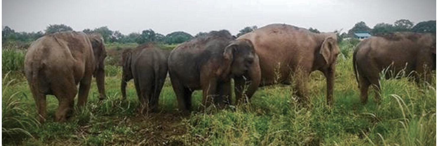 Elephantstay's profile banner image
