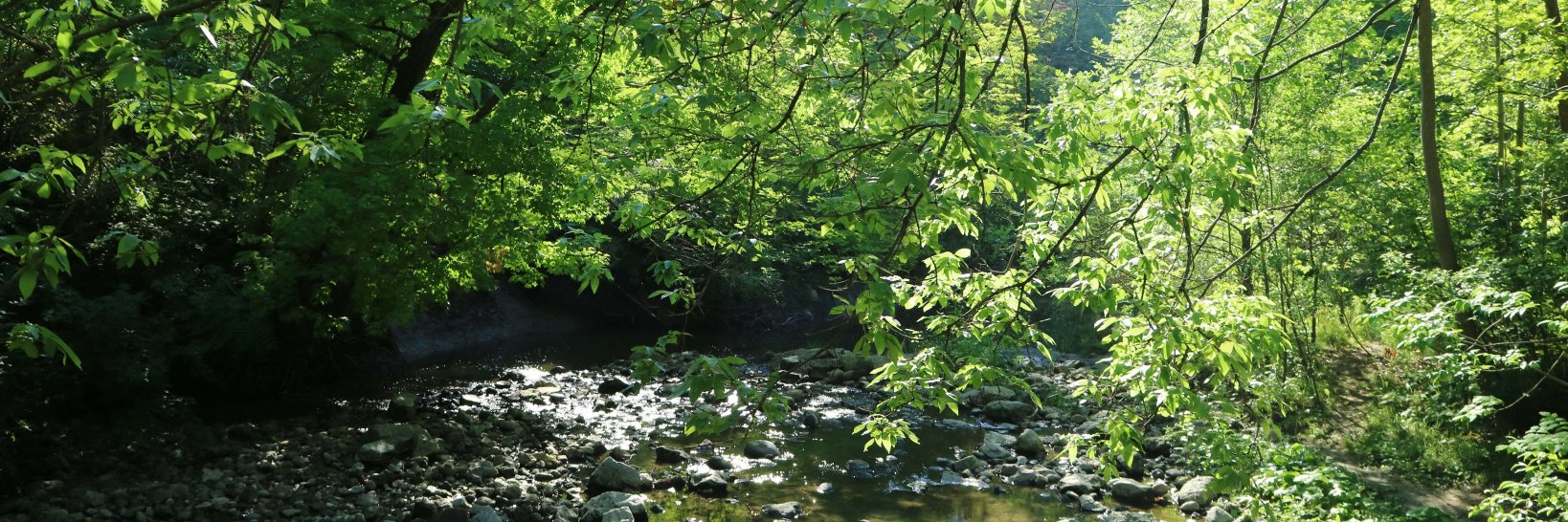 Discover the Don banner