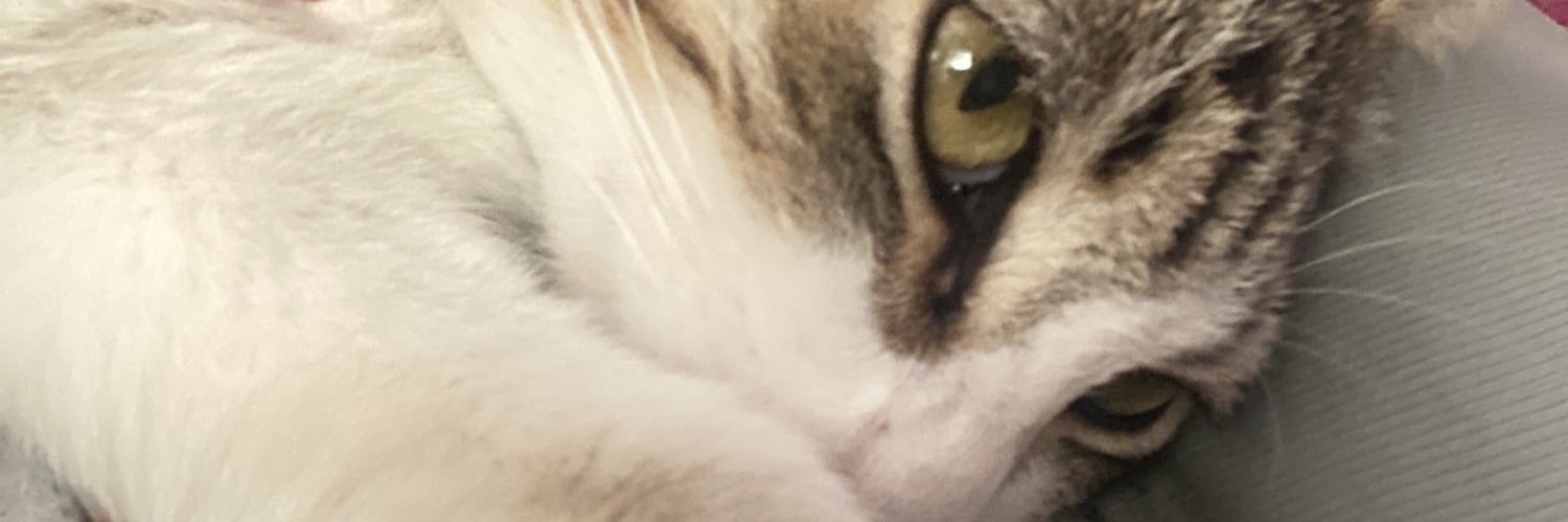 pirescpatricia's profile banner image