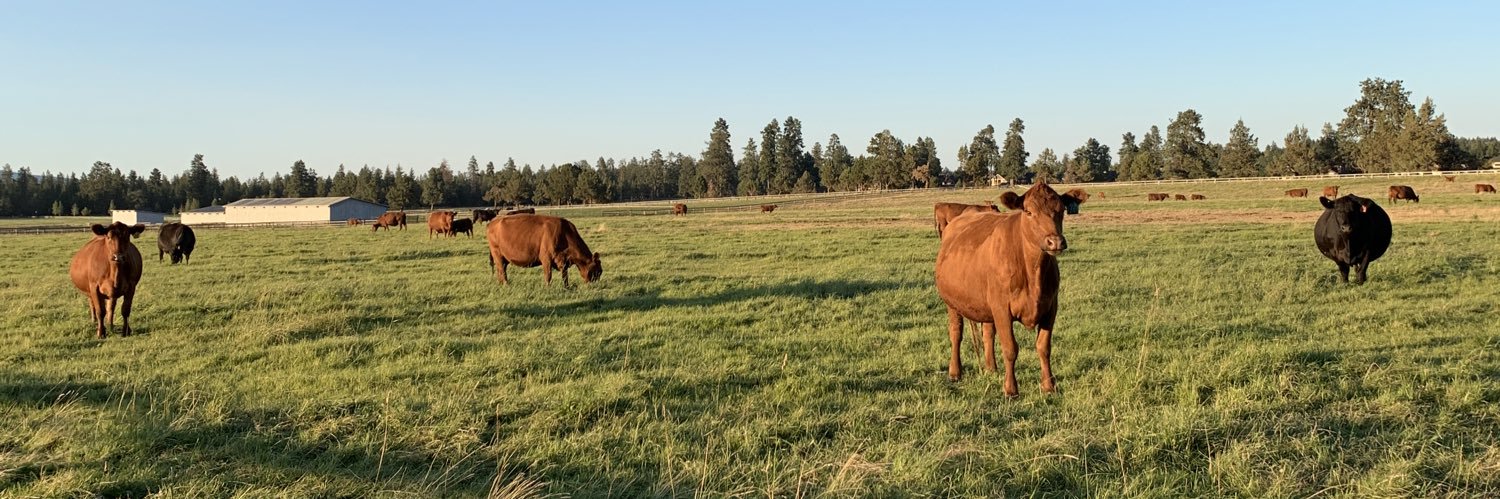 Kenna banner