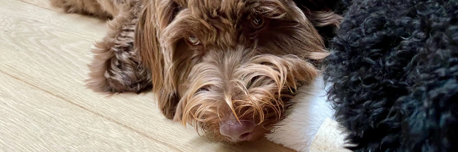 🇺🇦Max Plaid🇺🇦 banner