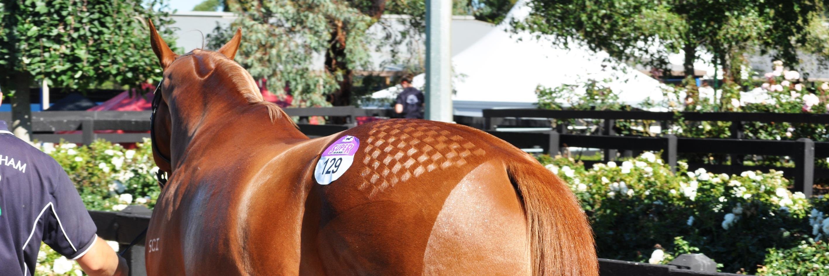 thoroughbredcm's profile banner image