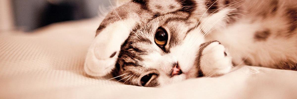 curuha's profile banner image