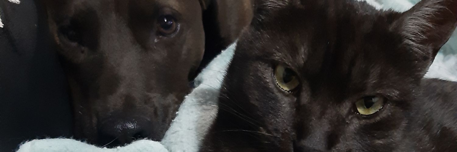 drominafernand's profile banner image