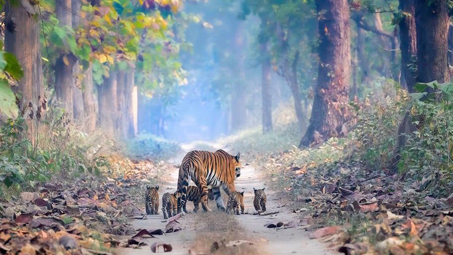 Schrödinger's Cat | Alt - कानपुर से हूँ बे banner