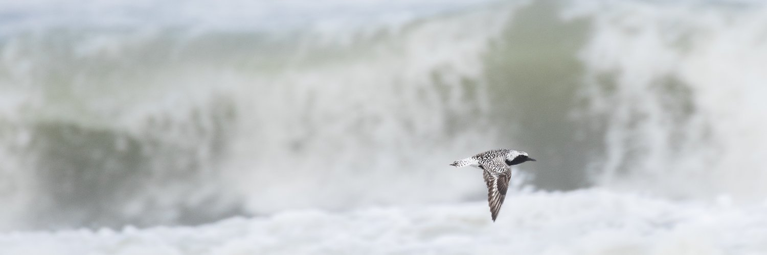 Ornsteiniac 😷 banner