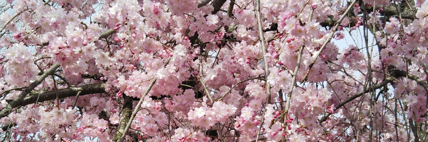chieyo28's profile banner image