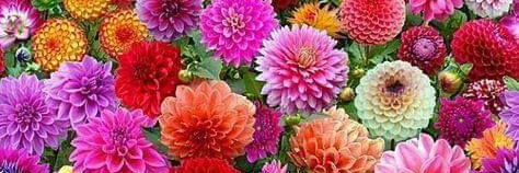 MARGA7🌹💕🌻 banner