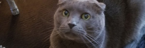 TweetyTea19 Profile Banner